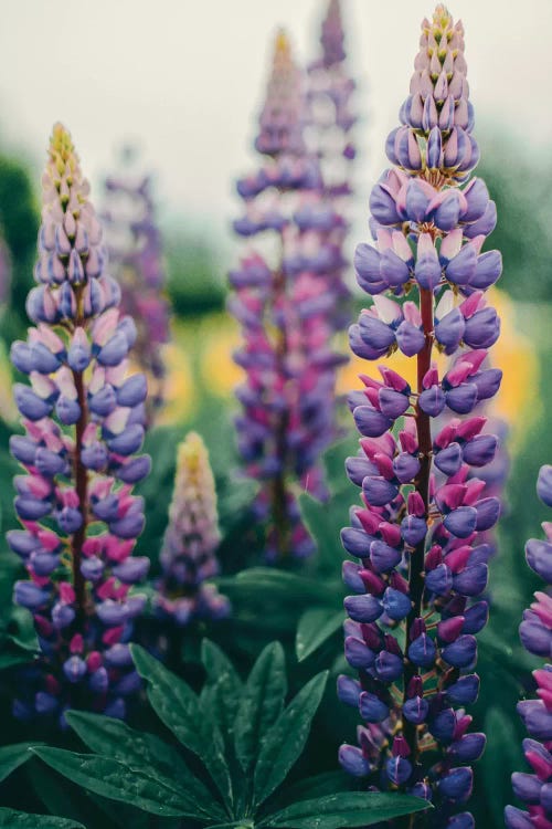 Lupines In A Spring Field