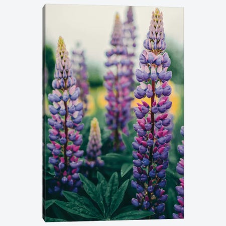 Lupines In A Spring Field Canvas Print #OJS216} by Olivia Joy StClaire Canvas Artwork