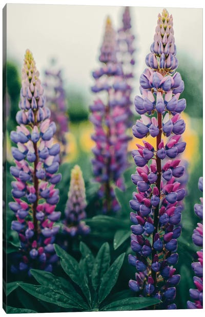 Lupines In A Spring Field Canvas Art Print - Lupines