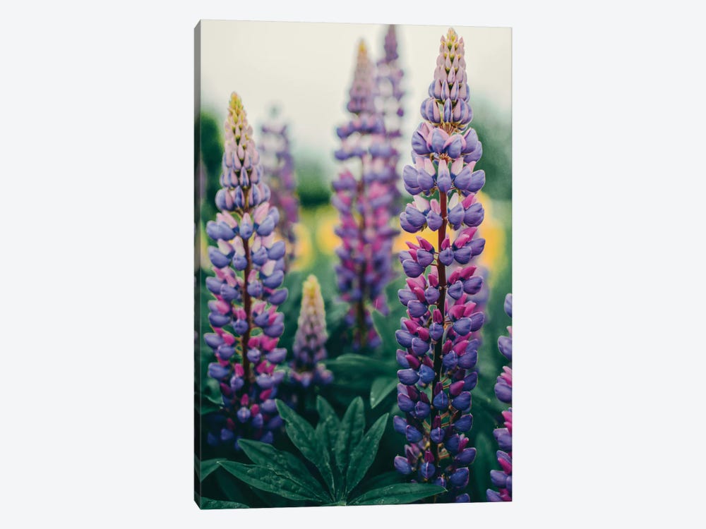 Lupines In A Spring Field by Olivia Joy StClaire 1-piece Canvas Wall Art