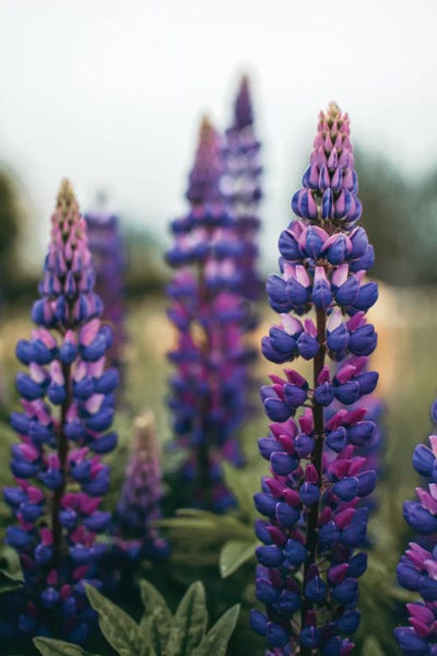Lupines: Lupine Flowers In A Spring Field LI by Olivia Joy StClaire
