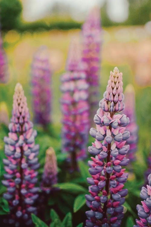 Lupine Flowers In A Spring Field LII