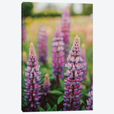 Lupine Flowers In A Spring Field LII Canvas Print #OJS218} by Olivia Joy StClaire Art Print