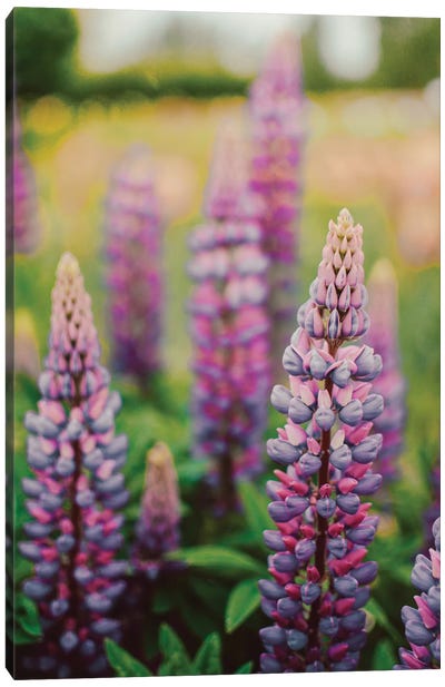 Lupine Flowers In A Spring Field LII Canvas Art Print - Lupines