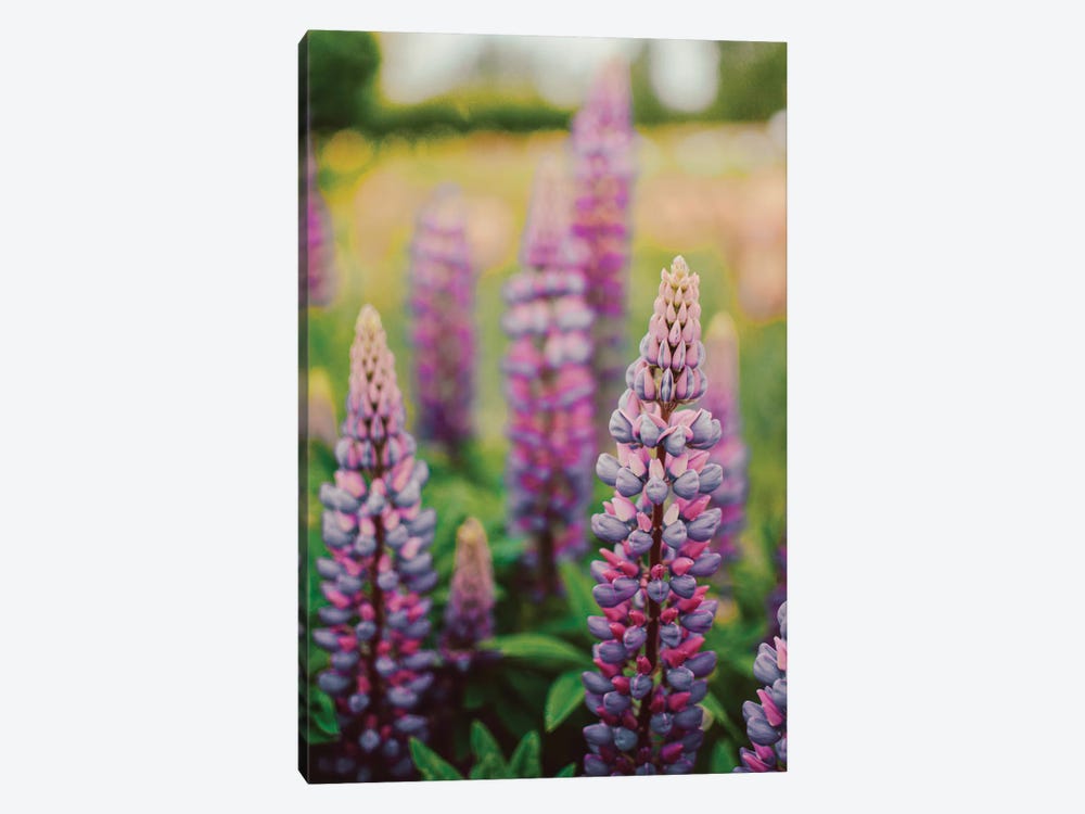 Lupine Flowers In A Spring Field LII by Olivia Joy StClaire 1-piece Canvas Art