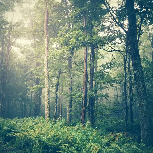 Tree Close-Ups: Inner Peace by Olivia Joy StClaire