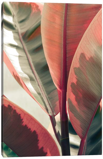 Beautiful Leaves Canvas Art Print - Olivia Joy StClaire