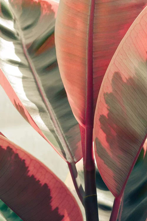 Beautiful Leaves by Olivia Joy StClaire wall art