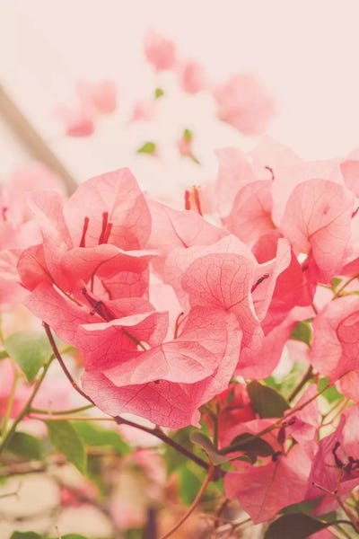 Bougainvillea: Quiet Morning On The Lanai by Olivia Joy StClaire