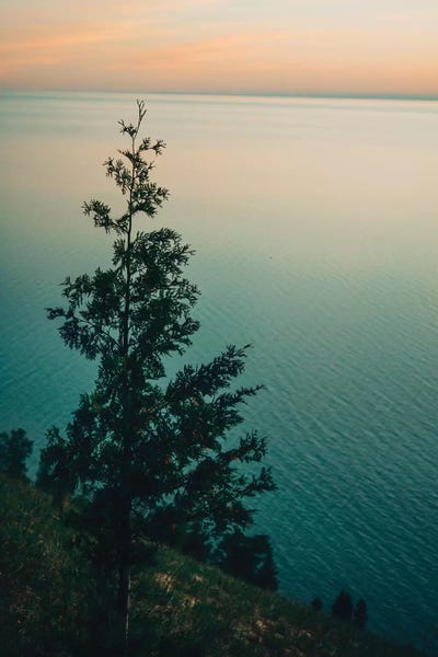 Pine Trees: Solitary by Olivia Joy StClaire