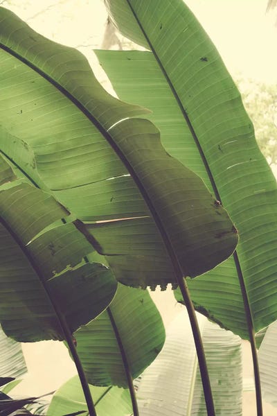 Tropical Leaves: Aligned by Olivia Joy StClaire