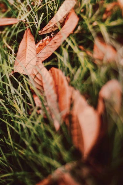 Grasses: Single File by Olivia Joy StClaire
