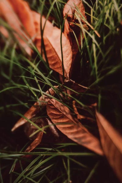 Grasses: Shelter by Olivia Joy StClaire