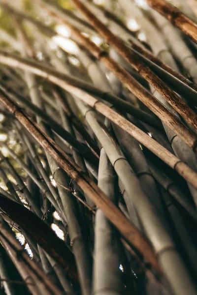 Japandi: Bamboo Study L by Olivia Joy StClaire