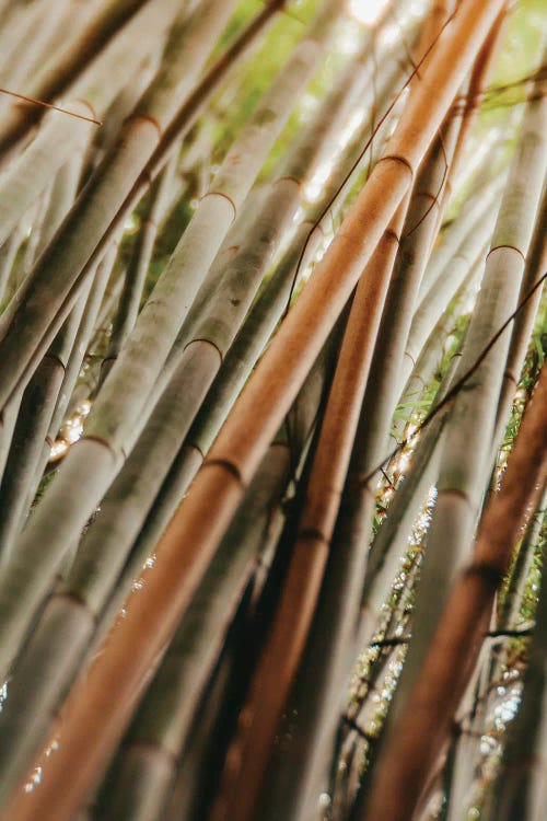 Bamboo Study LI