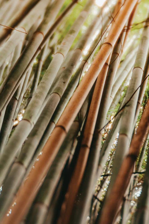 Bamboo Study LI by Olivia Joy StClaire wall art
