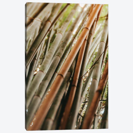 Bamboo Study LI Canvas Print #OJS229} by Olivia Joy StClaire Canvas Wall Art