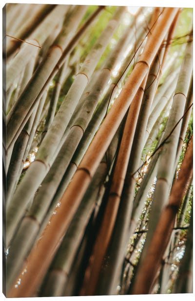 Bamboo Study LI Canvas Art Print - Japandi