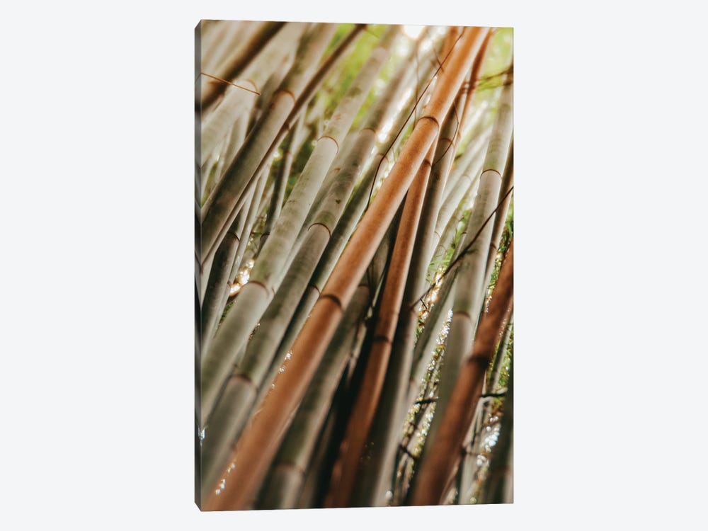 Bamboo Study LI by Olivia Joy StClaire 1-piece Canvas Artwork