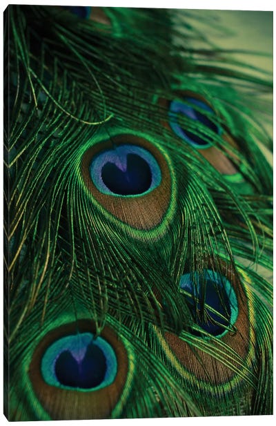 Iridescent Canvas Art Print - Peacock Art