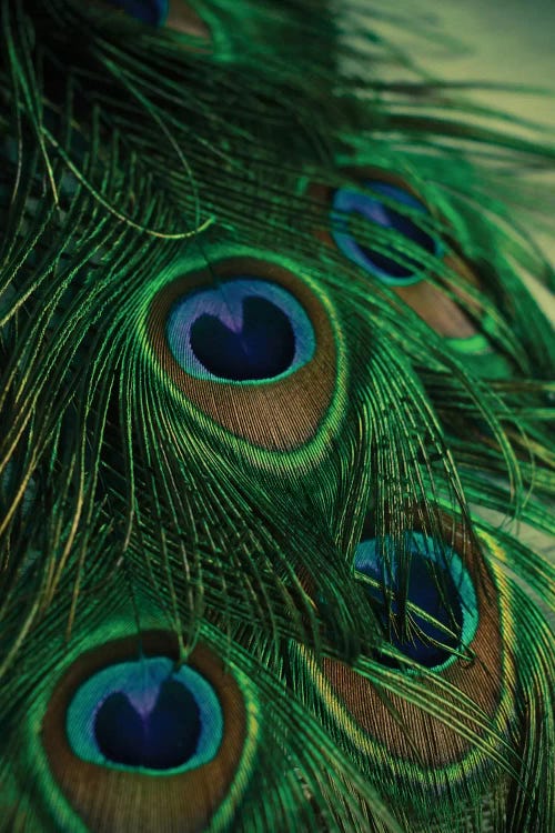Iridescent by Olivia Joy StClaire wall art