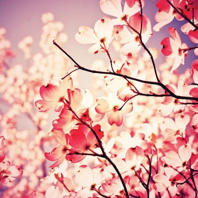 Lavender Dogwood by Olivia Joy StClaire art print