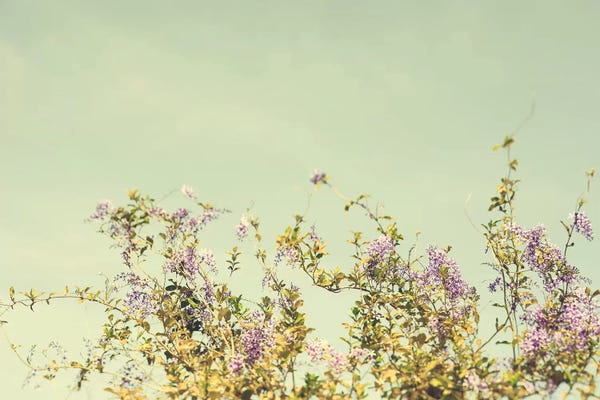 Carefree Spirit