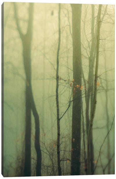 Trees In Fog I Canvas Art Print - Olivia Joy StClaire