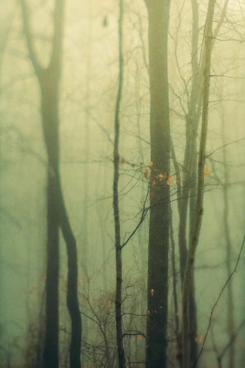 Trees In Fog I