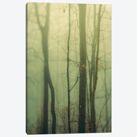 Trees In Fog I Canvas Print #OJS232} by Olivia Joy StClaire Art Print