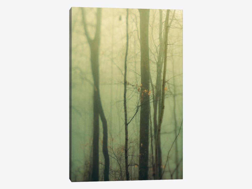 Trees In Fog I by Olivia Joy StClaire 1-piece Canvas Art
