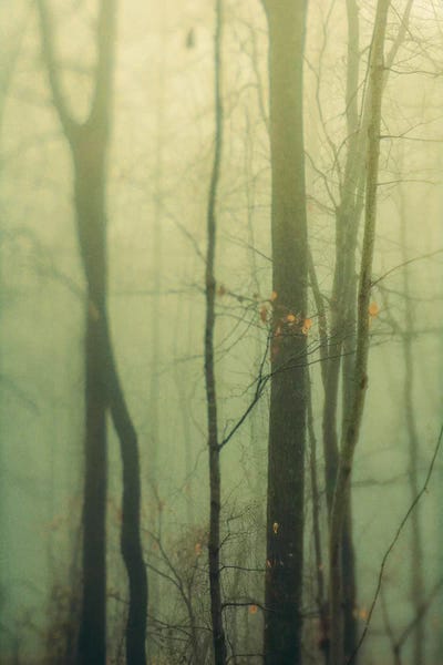 Olivia Joy StClaire: Trees In Fog I by Olivia Joy StClaire