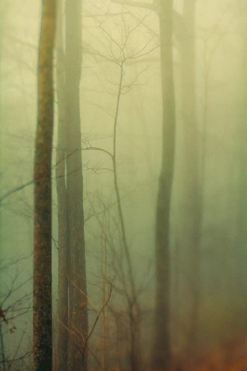 Trees In Fog II by Olivia Joy StClaire wall art