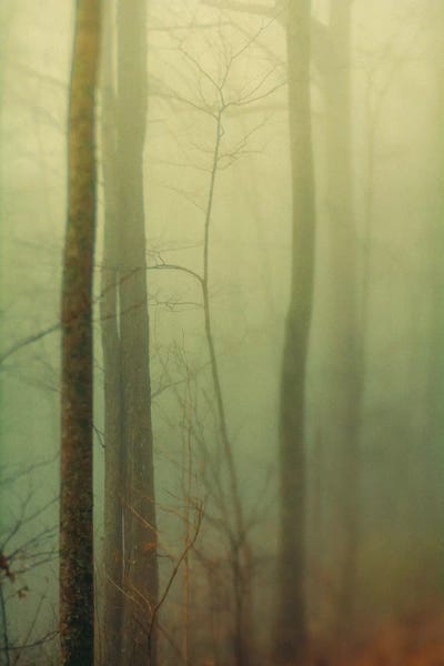 Olivia Joy StClaire: Trees In Fog II by Olivia Joy StClaire