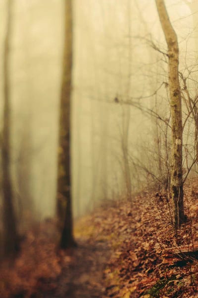 Olivia Joy StClaire: Trees In Fog III by Olivia Joy StClaire