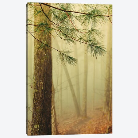 Trees In Fog IV Canvas Print #OJS235} by Olivia Joy StClaire Canvas Wall Art