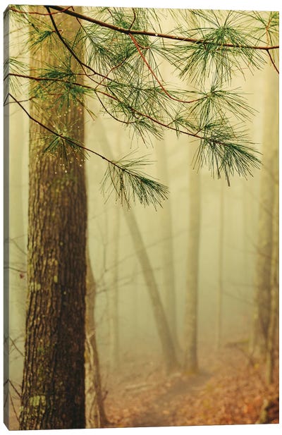 Trees In Fog IV Canvas Art Print - Olivia Joy StClaire