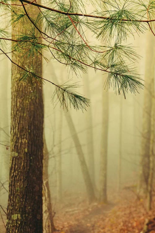Trees In Fog IV by Olivia Joy StClaire wall art