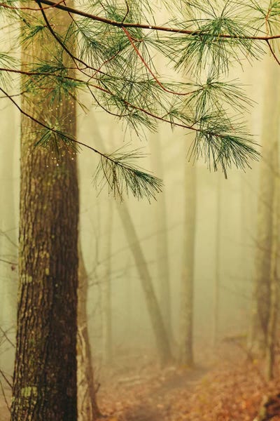 Olivia Joy StClaire: Trees In Fog IV by Olivia Joy StClaire