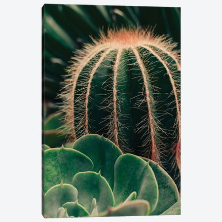 Cactus And Succulent Canvas Print #OJS238} by Olivia Joy StClaire Canvas Art Print