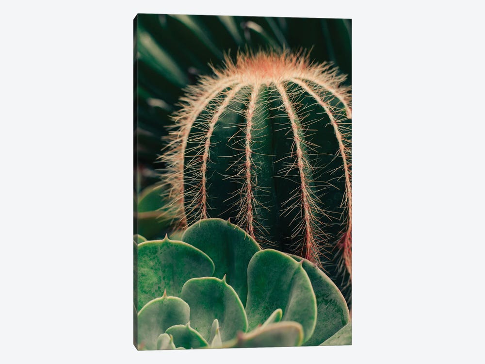 Cactus And Succulent by Olivia Joy StClaire 1-piece Canvas Wall Art