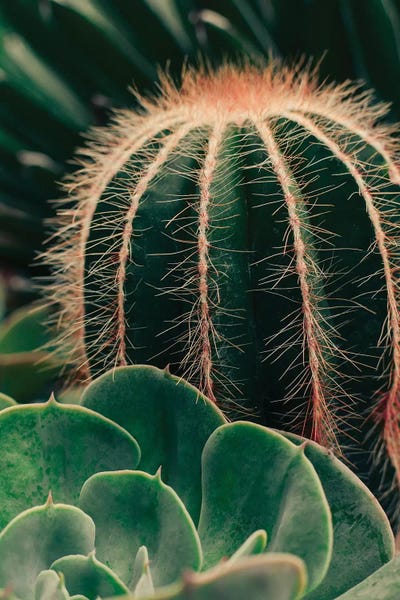 Olivia Joy StClaire: Cactus And Succulent by Olivia Joy StClaire