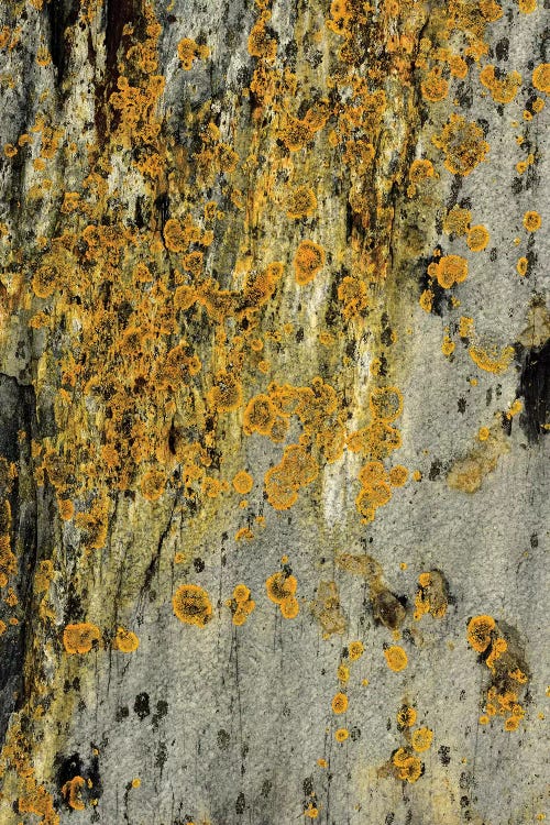 Lichen On Stone