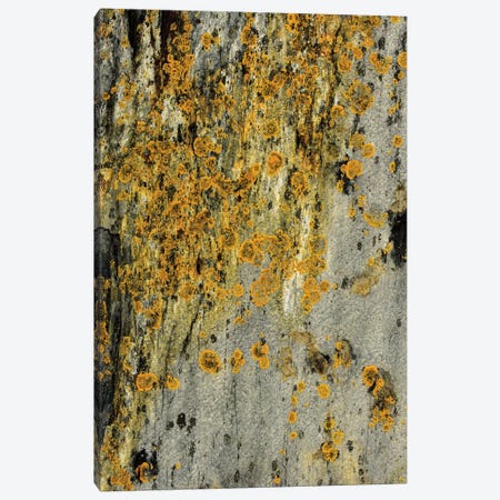 Lichen On Stone Canvas Print #OJS239} by Olivia Joy StClaire Canvas Art Print