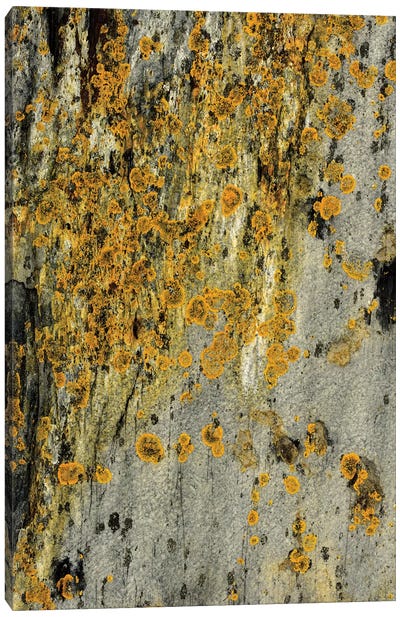 Lichen On Stone Canvas Art Print - Moss