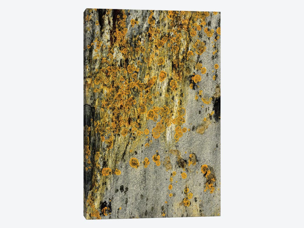 Lichen On Stone by Olivia Joy StClaire 1-piece Art Print