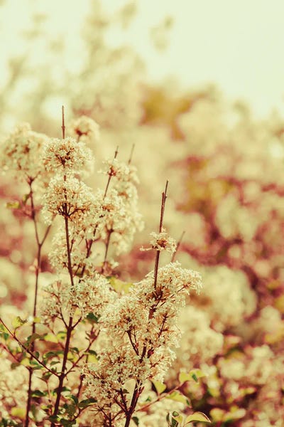 Vintage Styled Photography: Hush My Love by Olivia Joy StClaire