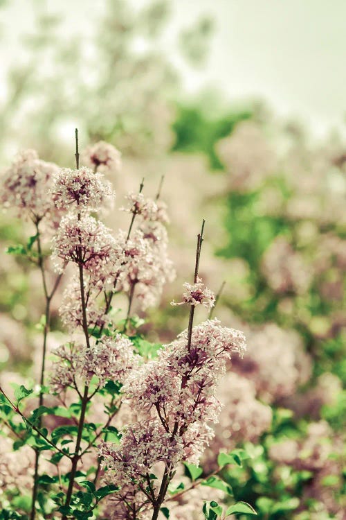 Hush My Love Lavender by Olivia Joy StClaire wall art