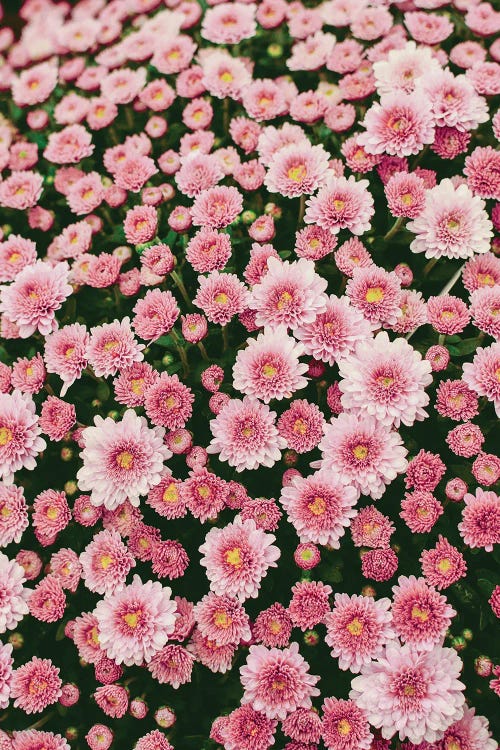 Bloom Abundantly by Olivia Joy StClaire wall art