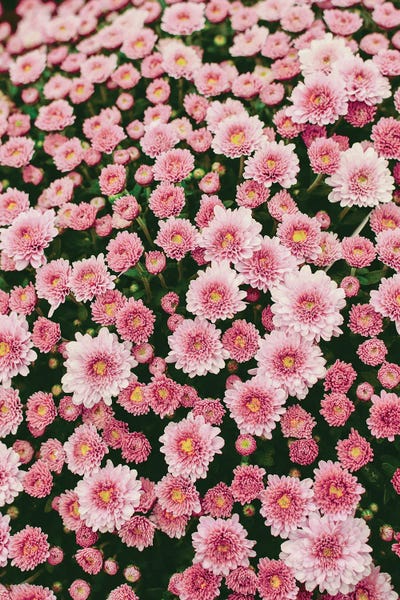 Bloom Abundantly